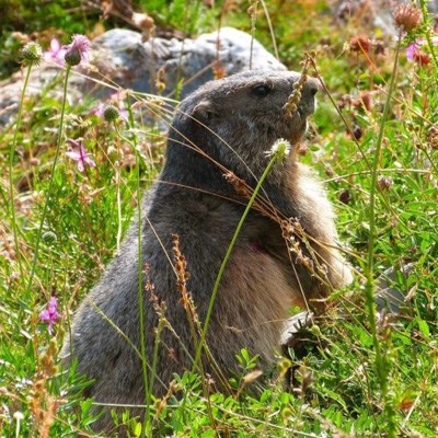 que faire en Rhône-Alpes : visiter Le refuge de Mautino