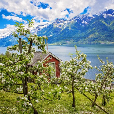 que faire en Norvège : visiter Le fjord de Hardanger