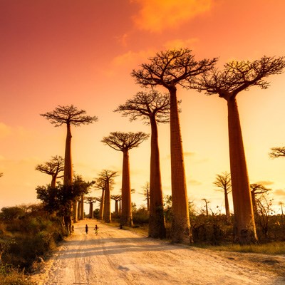 que faire à Madagascar : visiter L'Allée des Baobabs