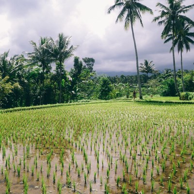 que faire en Indonesie : visiter Tetebatu