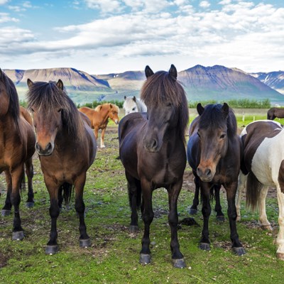 que faire en Islande : visiter Skagafjörður