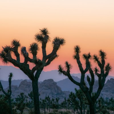 que faire aux Etats-Unis : visiter Le Parc national de Joshua Tree