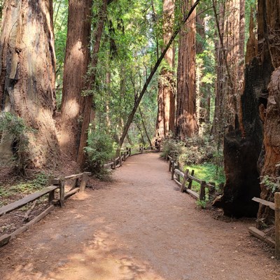 que faire aux Etats-Unis : visiter Le parc d’Etat Henry Cowell Redwoods