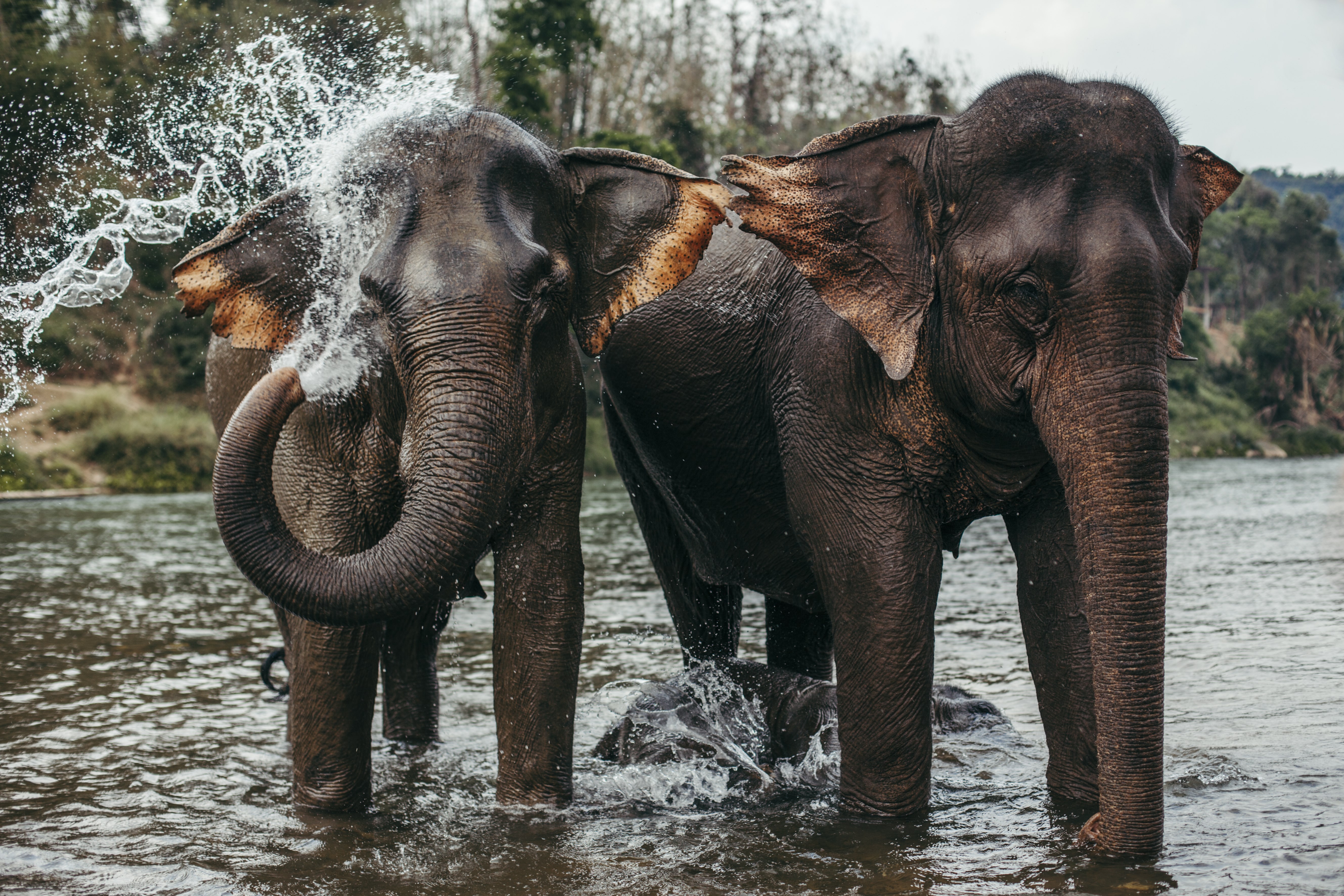 Слон купается. Индийский слон. Слон картинка. Азиатский слон. Азиатские слоны.