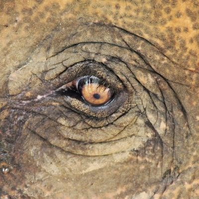 que faire au Laos : visiter Un sanctuaire pour éléphants