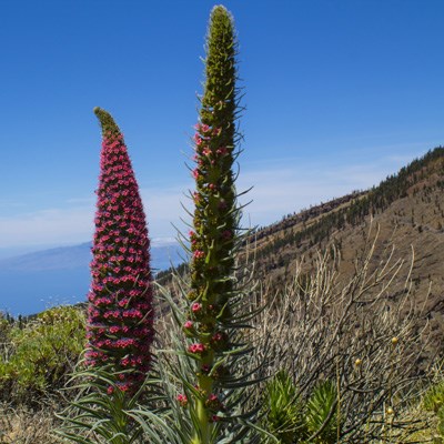 que faire aux Canaries : visiter Les jardins endémiques des îles