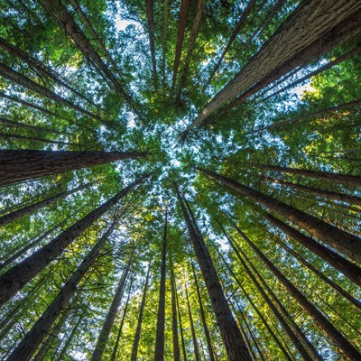 que faire en Nouvelle Zelande : visiter La forêt des Redwoods 