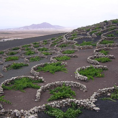 que faire aux Canaries : visiter La route des vins (Lanzarote)