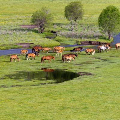 que faire en Mongolie : visiter Le parc national de Khustai Nuruu