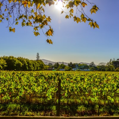 que faire en Afrique du Sud : visiter La route des vins de Stellenbosch