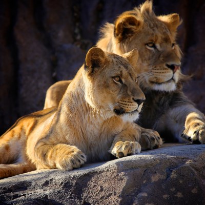 que faire en Afrique du Sud : visiter Le Parc national Kruger