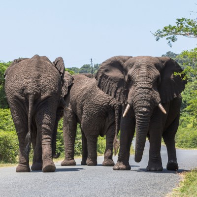 que faire en Afrique du Sud : visiter Le Parc national de Hluhluwe 