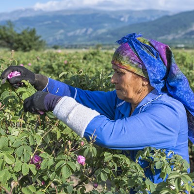 que faire en  Bulgarie : visiter La Vallée des Roses