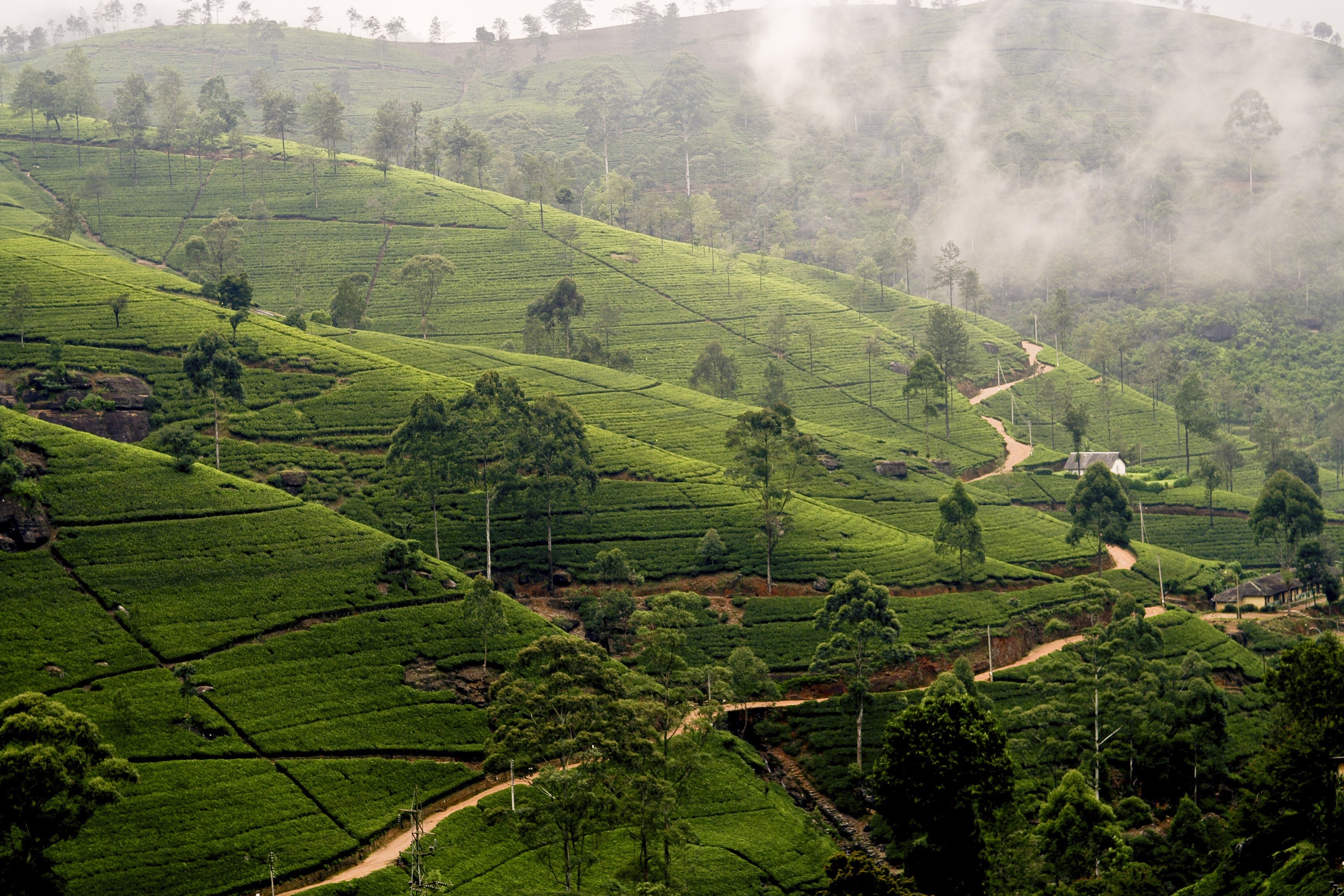 Элия шри ланка. Нувара Элия Шри Ланка. Чайные плантации Нувара Элия. Цейлон Шри Ланка чайные плантации. Шри Ланка чайные плантации Нура.