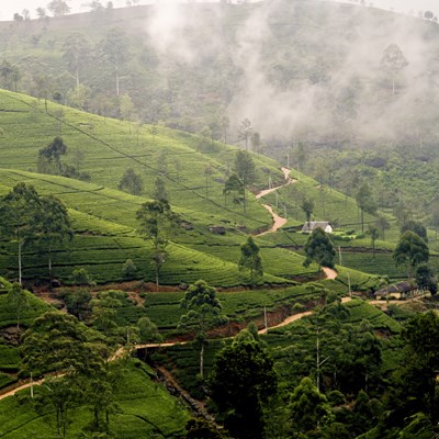 que faire au Sri Lanka : visiter La réserve naturelle d'Haputale