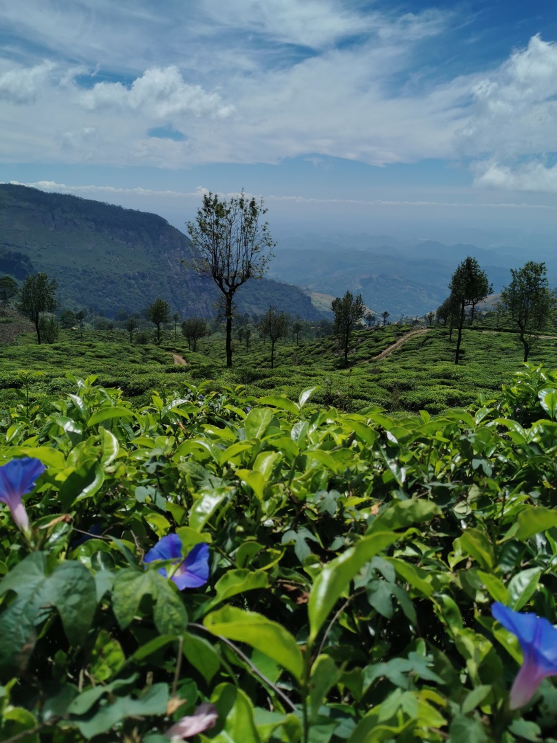 Visiter Sigiriya - Sri Lanka
