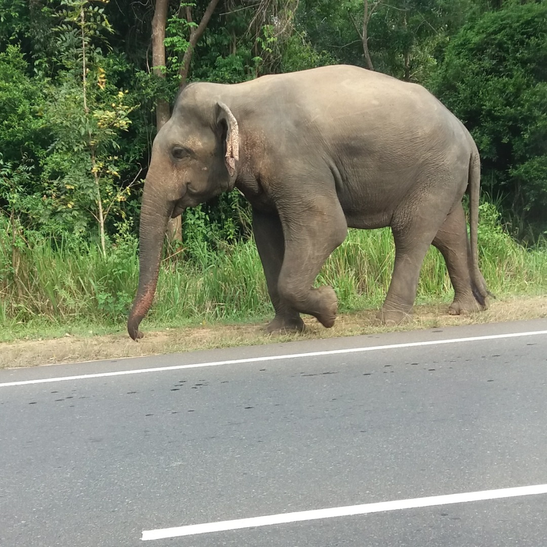 Visiter Sigiriya - Sri Lanka