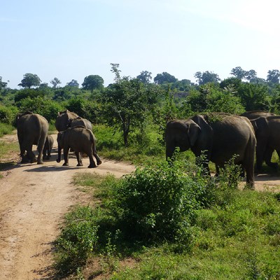 que faire au Sri Lanka : visiter Le Parc National d'Udawalawe