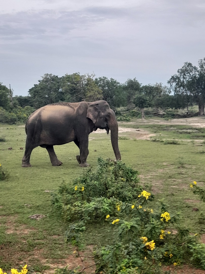 Visiter Le Parc National de Yala - Sri Lanka