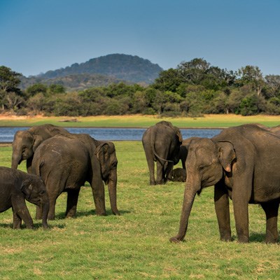 que faire au Sri Lanka : visiter Le Parc National de Minneriya