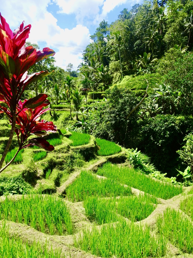Indonesie - Les rizières de Jatiluwih