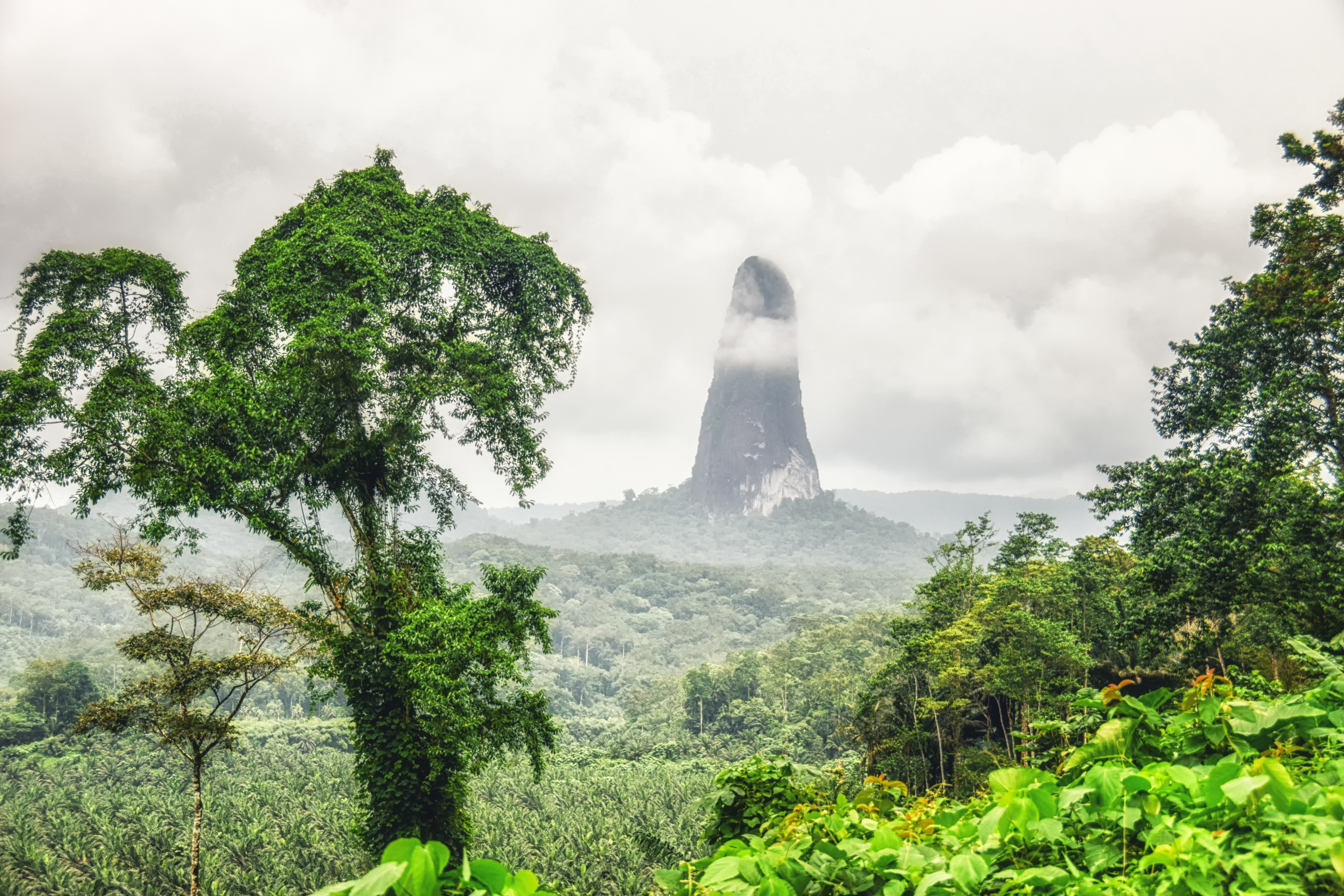 Visiter Le Parc Naturel D Obo Sao Tom A Faire Voir Le Parc Visiter Le Parc Naturel D Obo Sao Tom A Faire Voir Le Parc