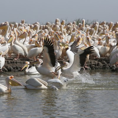 que faire au Sénégal : visiter L'île aux oiseaux
