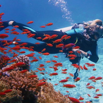 que faire en Australie : visiter La Grande Barrière de Corail 