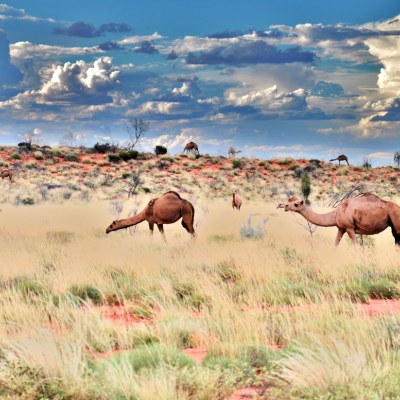 que faire en Australie : visiter Le Parc National d'Uluru – Kata Tjuta