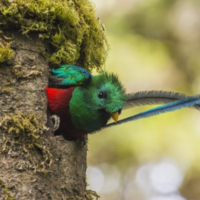 que faire au Costa Rica : visiter San Gerardo de Dota
