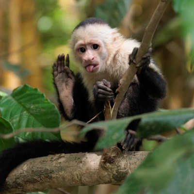 que faire au Costa Rica : visiter Le parc national Corcovado