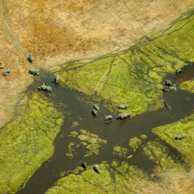 que faire au Botswana : visiter Le delta de l’Okavango
