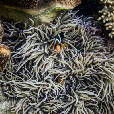 que faire aux Philippines : visiter L'île de Pamilacan