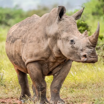 que faire en Ouganda : visiter La réserve Ziva