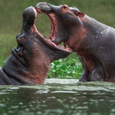 que faire en Ouganda : visiter Le parc national Queen Elizabeth