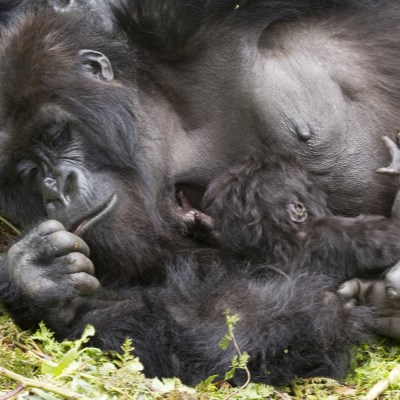 que faire en Ouganda : visiter Le parc national de Bwindi