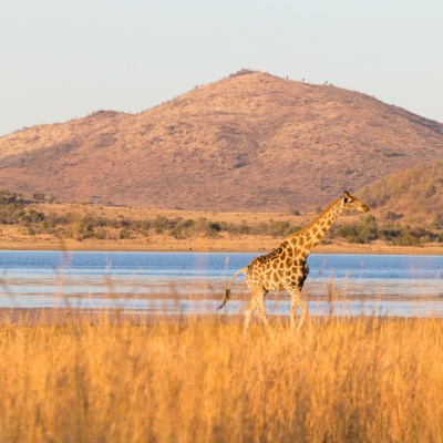 que faire en Afrique du Sud : visiter Le Parc national de Pilanesberg