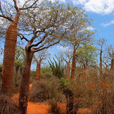 que faire à Madagascar : visiter Ifaty