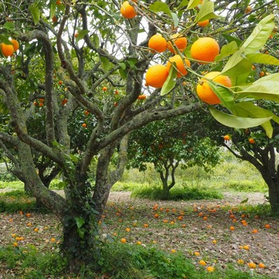 que faire à Madagascar : visiter La vallée des orangers