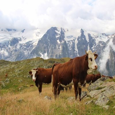 que faire en Rhône-Alpes : visiter La vie pastorale en montagne