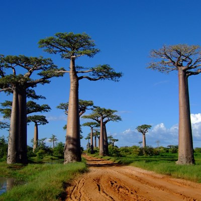 que faire à Madagascar : visiter Morondava