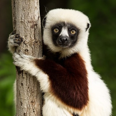 que faire à Madagascar : visiter Le parc national de la montagne d'Ambre