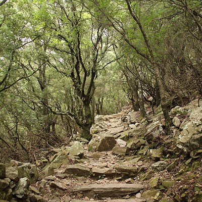 que faire en Occitanie : visiter La forêt des écrivains combatants