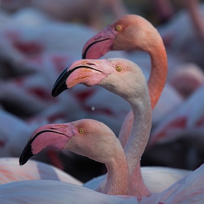 que faire en Occitanie : visiter La Camargue