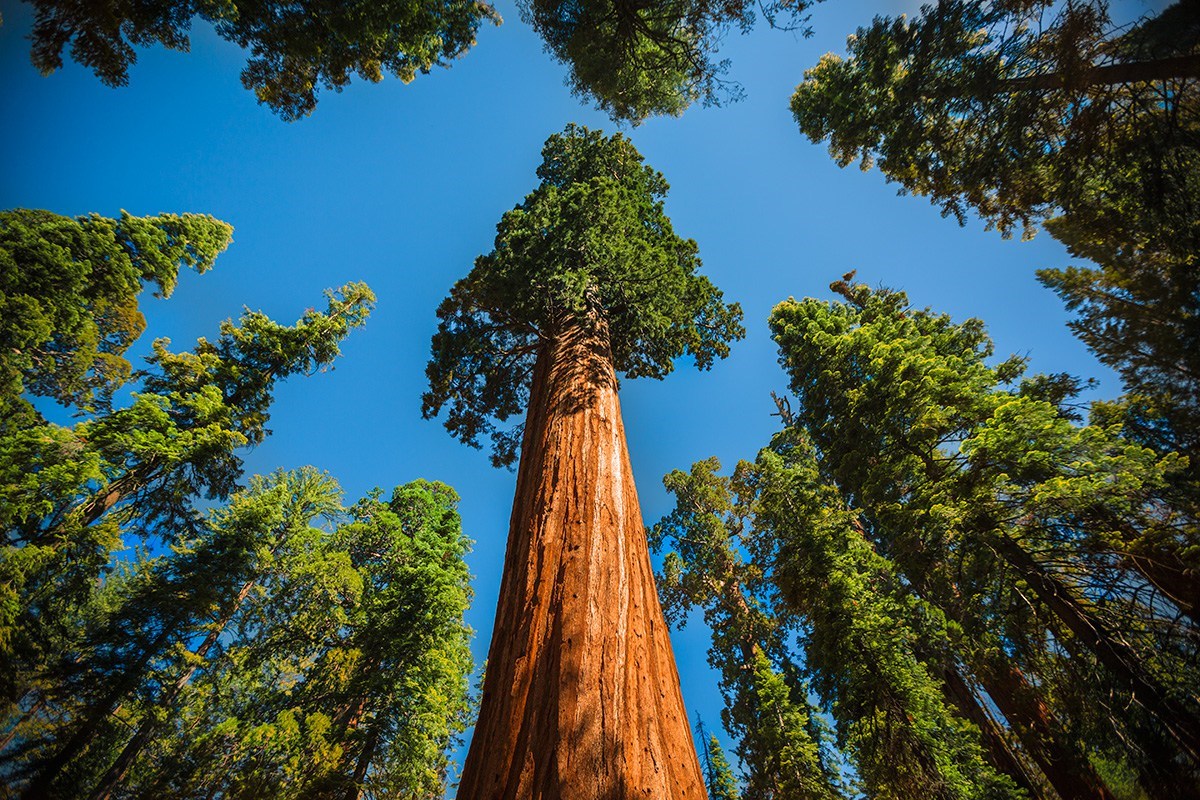 voyage en direct sequoia