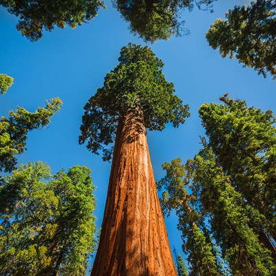 que faire aux Etats-Unis : visiter Le parc national de Sequoia