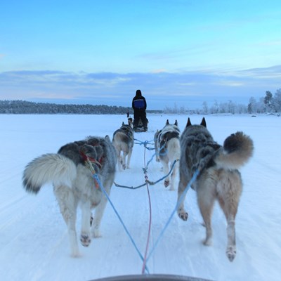 que faire en Laponie : visiter La Laponie en traîneau à chiens