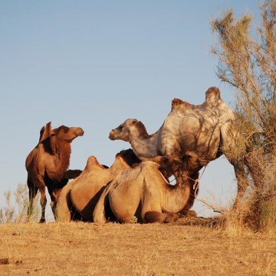 que faire en Ouzbékistan : visiter Le camp de yourte Aydar