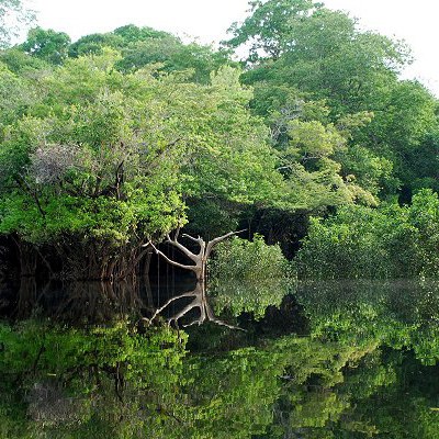 que faire en Equateur : visiter L'Amazonie