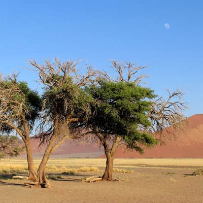 que faire en Namibie : visiter Le parc national de Namib Naukluft
